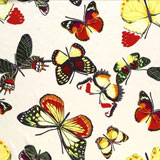 Large Butterfly on white