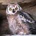 Kananaskis Country wildlife
